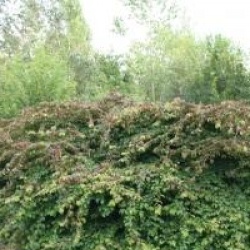 Parrotia persica 'Pendula'