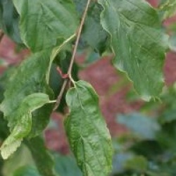 Parrotia persica 'Pendula'