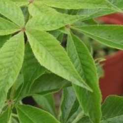 Aesculus glabra 'October Red'