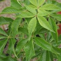 Aesculus glabra 'October Red'