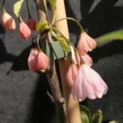 Halesia monticola var. vestita f. rosea - Halesia � fleurs roses