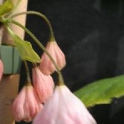 Halesia monticola var. vestita f. rosea
