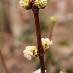 Viburnum farreri 'Candidissimum'