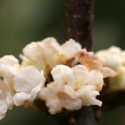Viburnum farreri 'Candidissimum'