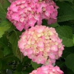 Hydrangea macrophylla 'Lausanne'