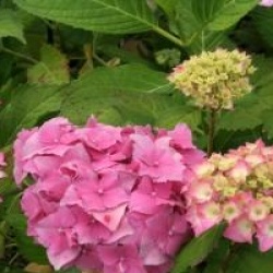 Hydrangea macrophylla 'Lausanne'