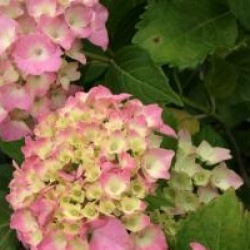 Hydrangea macrophylla 'Lausanne'