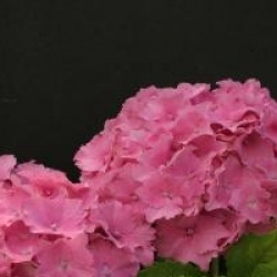 Hydrangea macrophylla 'Lausanne'