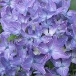 Hortensia nain Tovelit