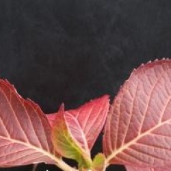 Hydrangea macrophylla 'Tovelit'