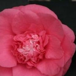 Camellia japonica 'Elegans'