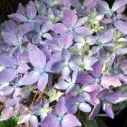 Hydrangea macrophylla 'Tovelit'