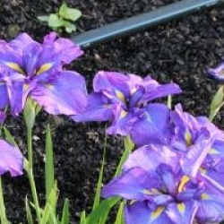 Iris ensata 'Gei-sho-ui' - Iris Gei-sho-ui