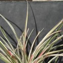 Fascicularia bicolor 'Variegata'