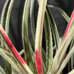 Fascicularia andina panach�