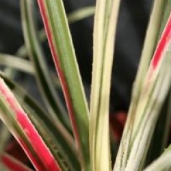 Fascicularia bicolor 'Variegata'