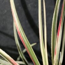 Fascicularia bicolor 'Variegata'