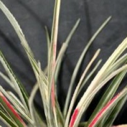 Fascicularia bicolor 'Variegata'