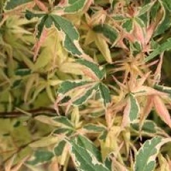 Acer palmatum 'Beni-schichihenge'