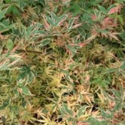 Acer palmatum 'Beni-schichihenge'