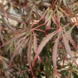 Acer palmatum 'Crimson Prince'
