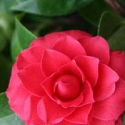 Camellia 'Black Lace' - Cam�lia Black Lace