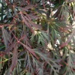 Acer palmatum 'Crimson Prince'