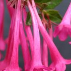 Abelia floribunda