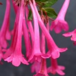 Abelia floribunda
