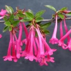 Abelia floribunda - Ab�lia floribunda