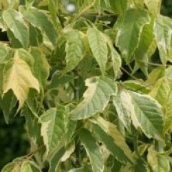 Acer negundo 'Aureomarginatum' - �rable negundo Aureomarginatum