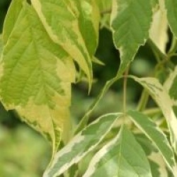 Acer negundo 'Aureomarginatum'