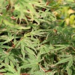 Acer palmatum 'Kagiri-nishiki' - �rable du Japon roseo-marginatum