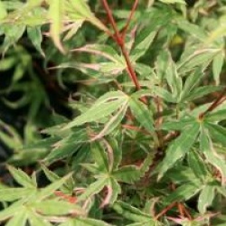 Acer palmatum 'Kagiri-nishiki'