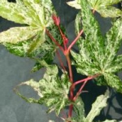 Acer palmatum 'Uki-gumo'