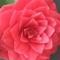 Camellia 'Black Lace'