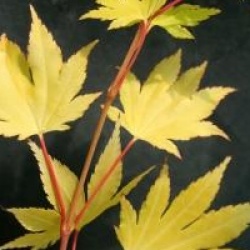 Acer shirasawanum 'Jordan'