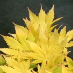 Acer shirasawanum 'Jordan'