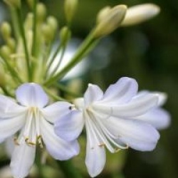 Agapanthus 'Silver Baby'