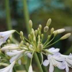 Agapanthus 'Silver Baby'