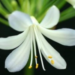 Agapanthus 'Silver Baby'