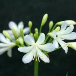 Agapanthus 'Silver Baby'