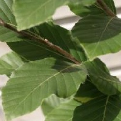 Fagus orientalis 'Iskander'