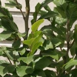 Fagus orientalis 'Iskander'