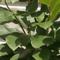 Fagus orientalis 'Iskander'