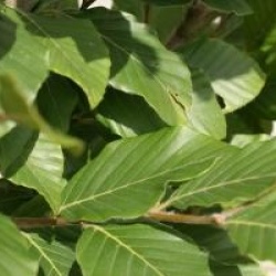 Fagus orientalis 'Iskander'