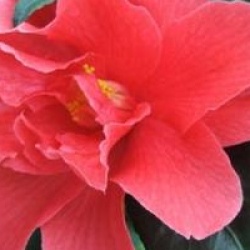 Camellia 'Freedom Bell'