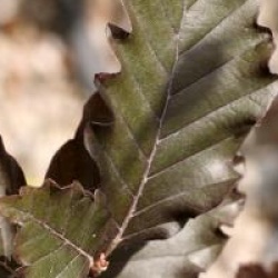 Fagus sylvatica 'Rohan Obelisk' 