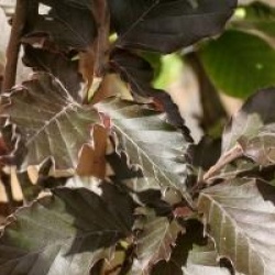 Fagus sylvatica 'Rohan Obelisk' 