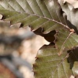 Fagus sylvatica 'Rohan Obelisk' 